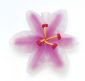 Lilly Lites - Hibiscus Fun Lights