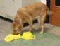 Travel Pet Dish